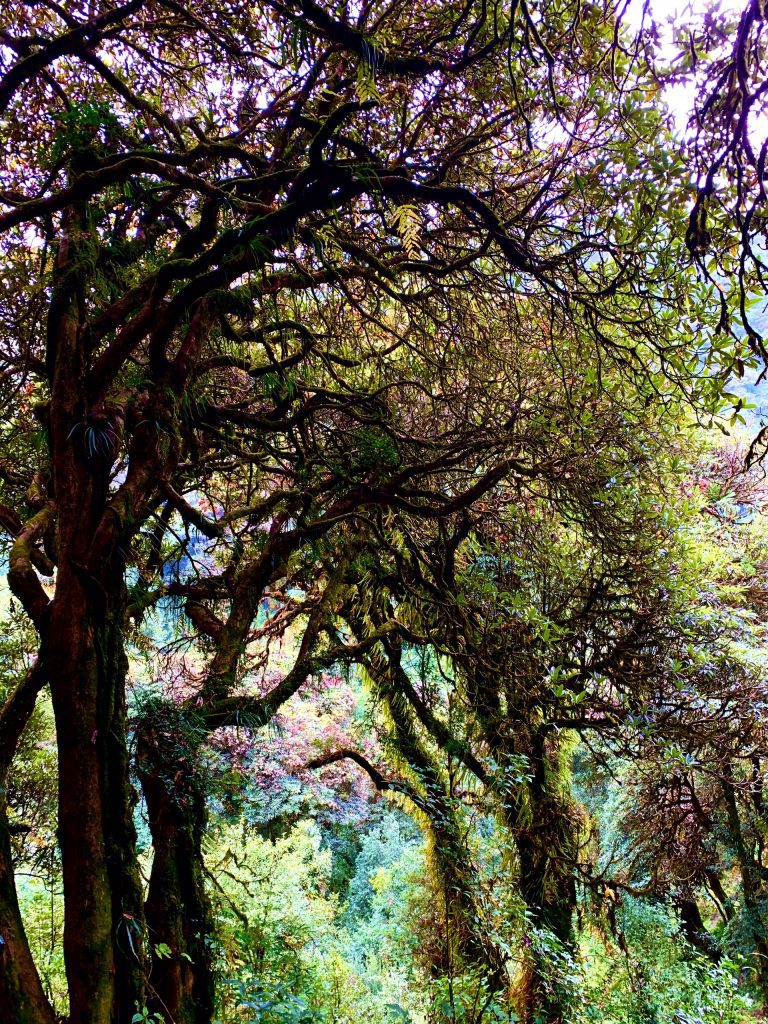 Annapurna poon hill trek blooming rhododendrons in April